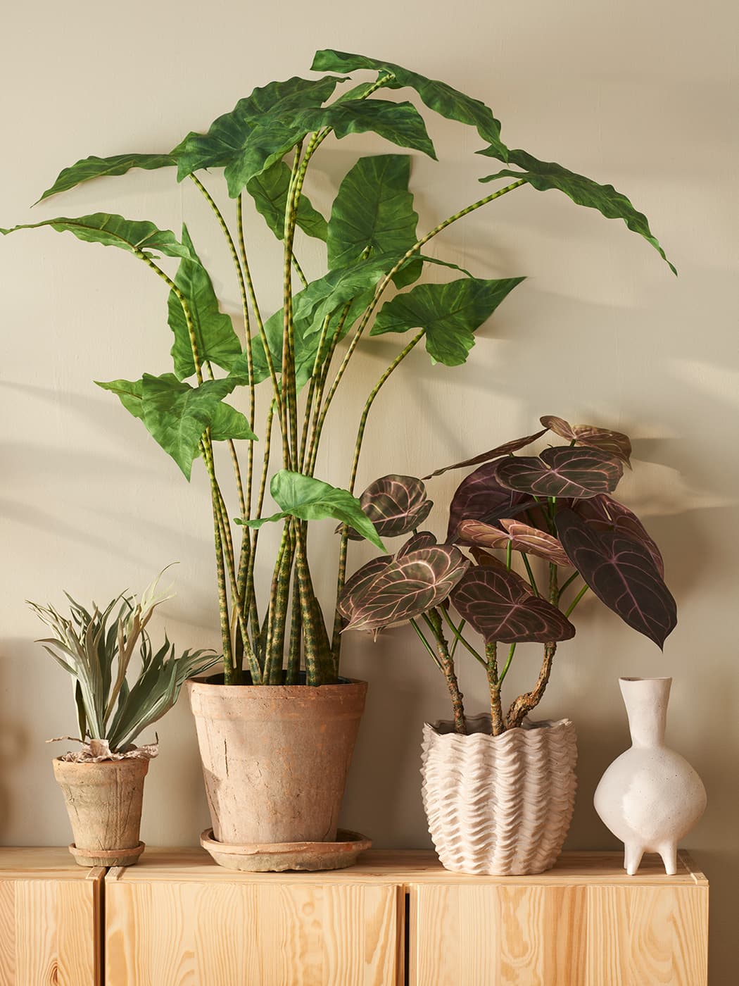 The Alocasia Zebrina 100cm