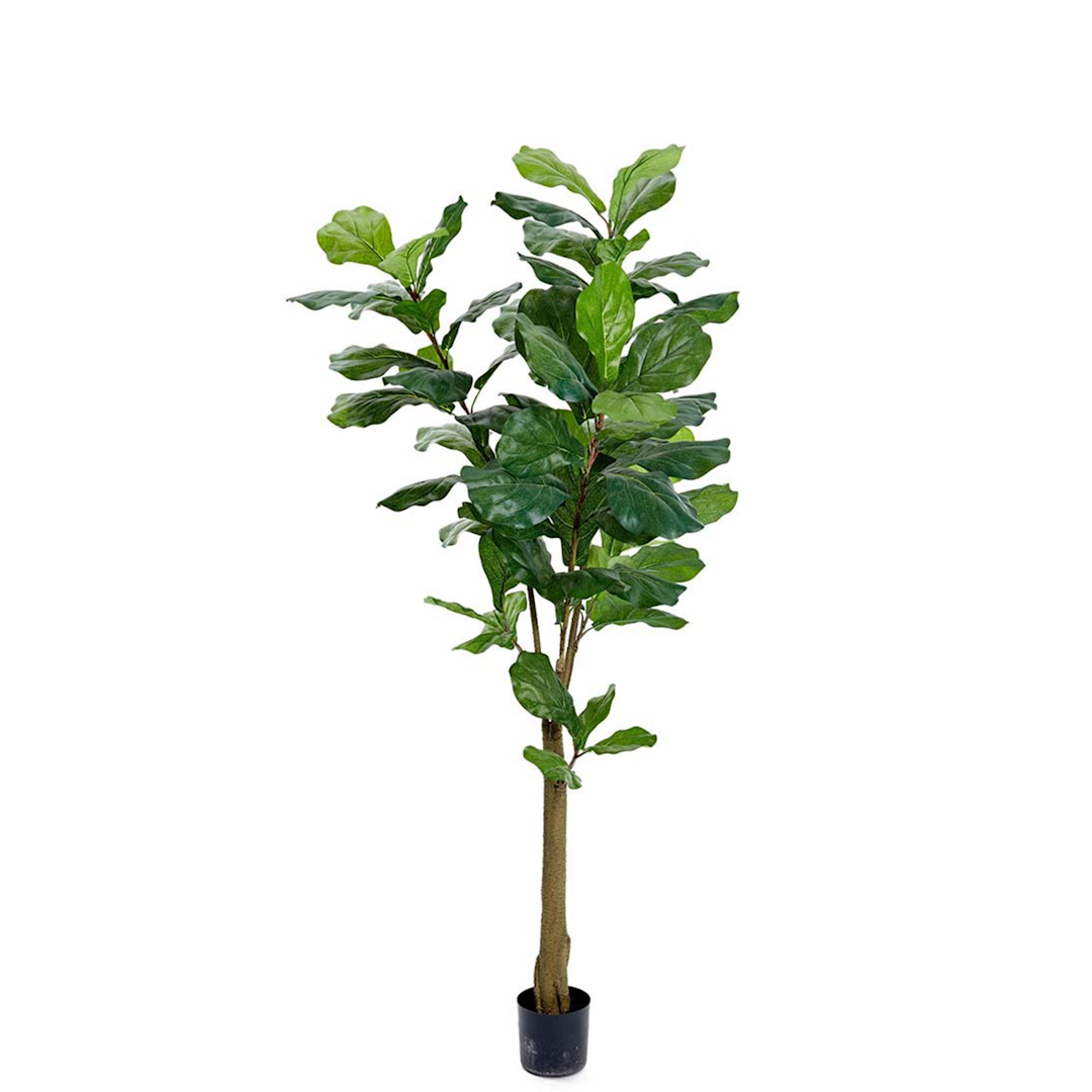 The Ficus 150cm Ficus