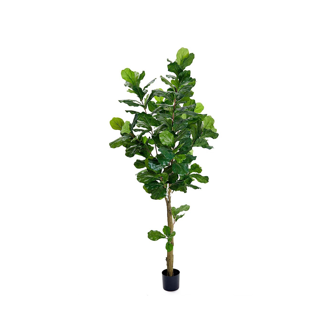 The Ficus 180cm Ficus