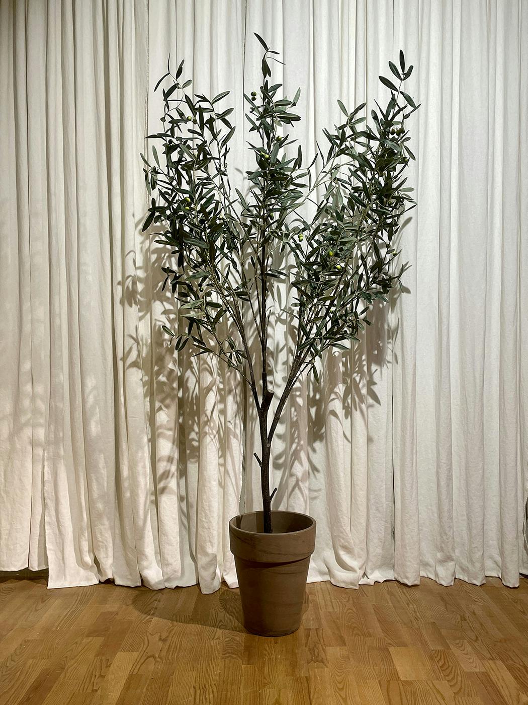 The Olive tree 200cm Oliventre