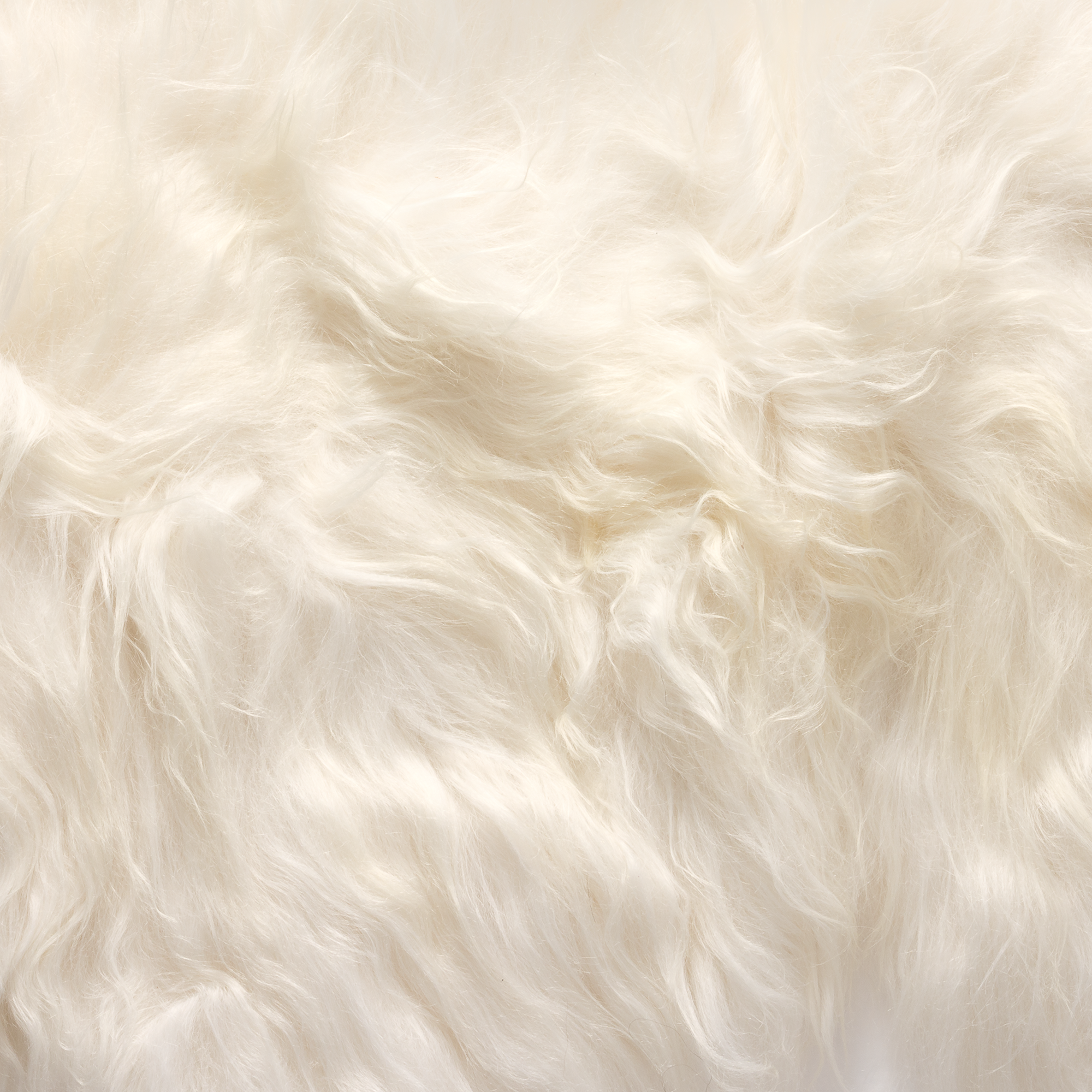 Cuero saueskinn Langhåret - Wild white